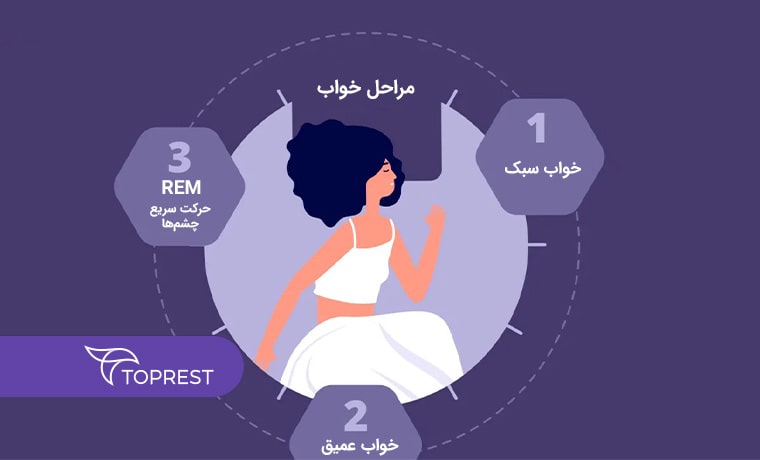 مراحل چرخه خواب